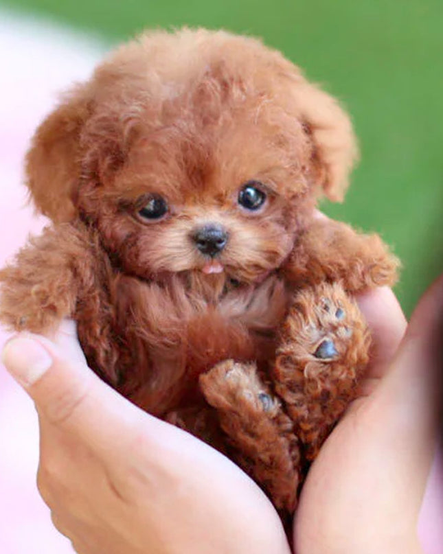 Interaktywna Zabawka Dla Szczeniaka Z Realistycznym Ruchem I Dźwiękiem 0